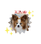 ぱぴぱぴパピヨン20（個別スタンプ：18）