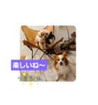 ぱぴぱぴパピヨン20（個別スタンプ：20）