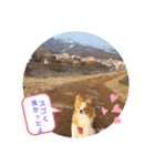 ぱぴぱぴパピヨン20（個別スタンプ：24）