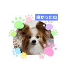ぱぴぱぴパピヨン20（個別スタンプ：25）