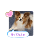 ぱぴぱぴパピヨン20（個別スタンプ：26）