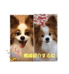 ぱぴぱぴパピヨン20（個別スタンプ：27）