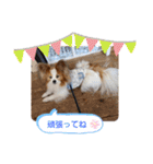 ぱぴぱぴパピヨン20（個別スタンプ：29）
