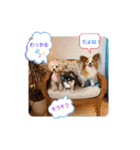 ぱぴぱぴパピヨン20（個別スタンプ：31）