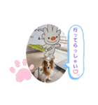 ぱぴぱぴパピヨン20（個別スタンプ：32）