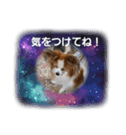ぱぴぱぴパピヨン20（個別スタンプ：34）