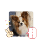ぱぴぱぴパピヨン20（個別スタンプ：35）