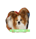 ぱぴぱぴパピヨン20（個別スタンプ：36）