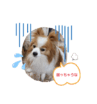 ぱぴぱぴパピヨン20（個別スタンプ：40）