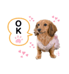 わたちもこ（個別スタンプ：1）
