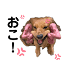 わたちもこ（個別スタンプ：13）
