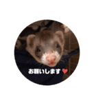 ぴのぴのぴーちゃんぴのぴーちゃん！②（個別スタンプ：3）