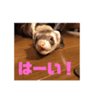 ぴのぴのぴーちゃんぴのぴーちゃん！②（個別スタンプ：7）