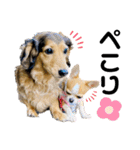 ダックスのケビンandチワワのマリリン♪（個別スタンプ：4）
