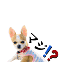 ダックスのケビンandチワワのマリリン♪（個別スタンプ：25）