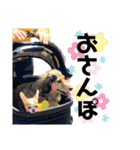 ダックスのケビンandチワワのマリリン♪（個別スタンプ：28）