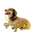ダックスのケビンandチワワのマリリン♪（個別スタンプ：34）