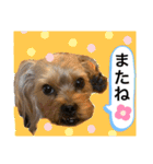 かわいい！ペロリんスタンプ❤️（個別スタンプ：8）