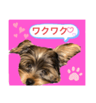 かわいい！ペロリんスタンプ❤️（個別スタンプ：17）