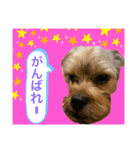 かわいい！ペロリんスタンプ❤️（個別スタンプ：23）