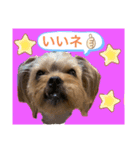 かわいい！ペロリんスタンプ❤️（個別スタンプ：24）