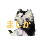 即返信エルモ（個別スタンプ：5）