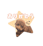ぽちの毎日スタンプ（個別スタンプ：10）