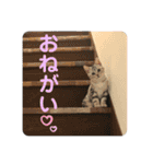 ジィルスタンプ④（個別スタンプ：4）