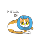 ネコ保護スタンプ（個別スタンプ：3）