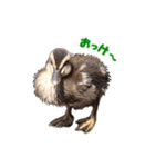 カルガモの赤ちゃん（個別スタンプ：1）