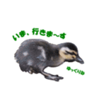 カルガモの赤ちゃん（個別スタンプ：4）