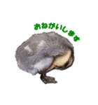 カルガモの赤ちゃん（個別スタンプ：7）