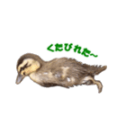カルガモの赤ちゃん（個別スタンプ：11）