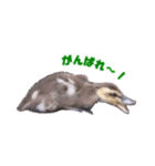カルガモの赤ちゃん（個別スタンプ：16）