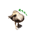 カルガモの赤ちゃん（個別スタンプ：17）