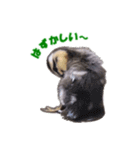 カルガモの赤ちゃん（個別スタンプ：22）