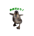 カルガモの赤ちゃん（個別スタンプ：25）