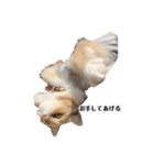 猫の猫写（個別スタンプ：2）