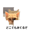 猫の猫写（個別スタンプ：3）