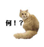 猫の猫写（個別スタンプ：4）