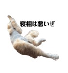 猫の猫写（個別スタンプ：5）