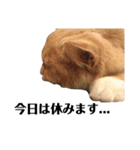 猫の猫写（個別スタンプ：6）