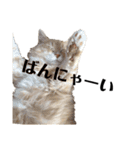 猫の猫写（個別スタンプ：7）
