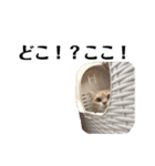 猫の猫写（個別スタンプ：8）