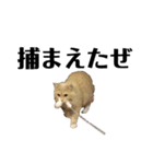 猫の猫写（個別スタンプ：9）