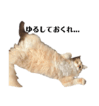 猫の猫写（個別スタンプ：10）