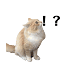 猫の猫写（個別スタンプ：11）