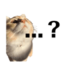 猫の猫写（個別スタンプ：12）