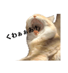 猫の猫写（個別スタンプ：13）