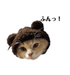 猫の猫写（個別スタンプ：14）